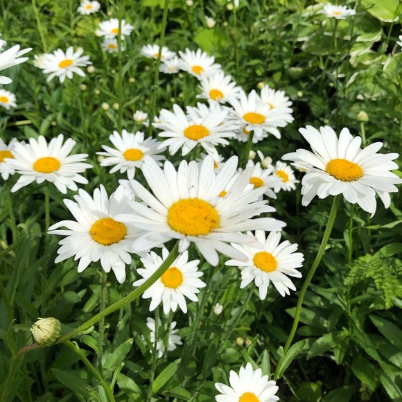 Meet your Posher, Melanie - Picture 1 of 1